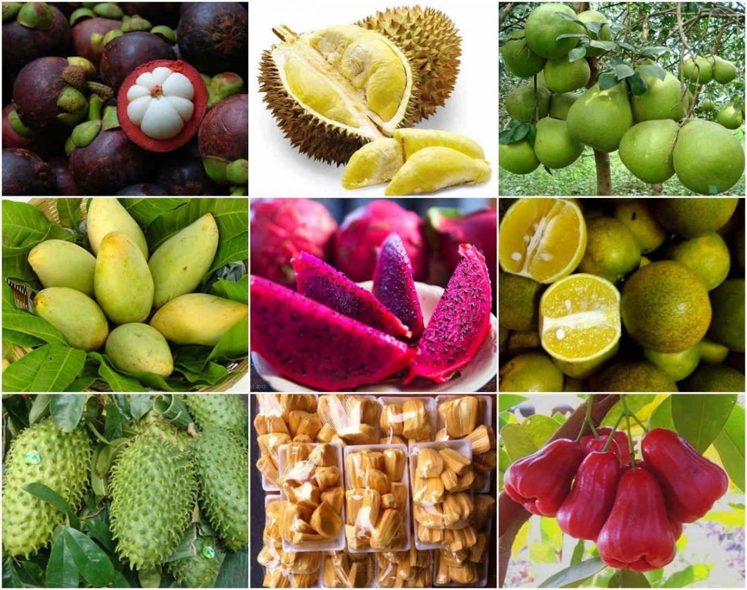 Popular Fruits in Phu Yen you should try